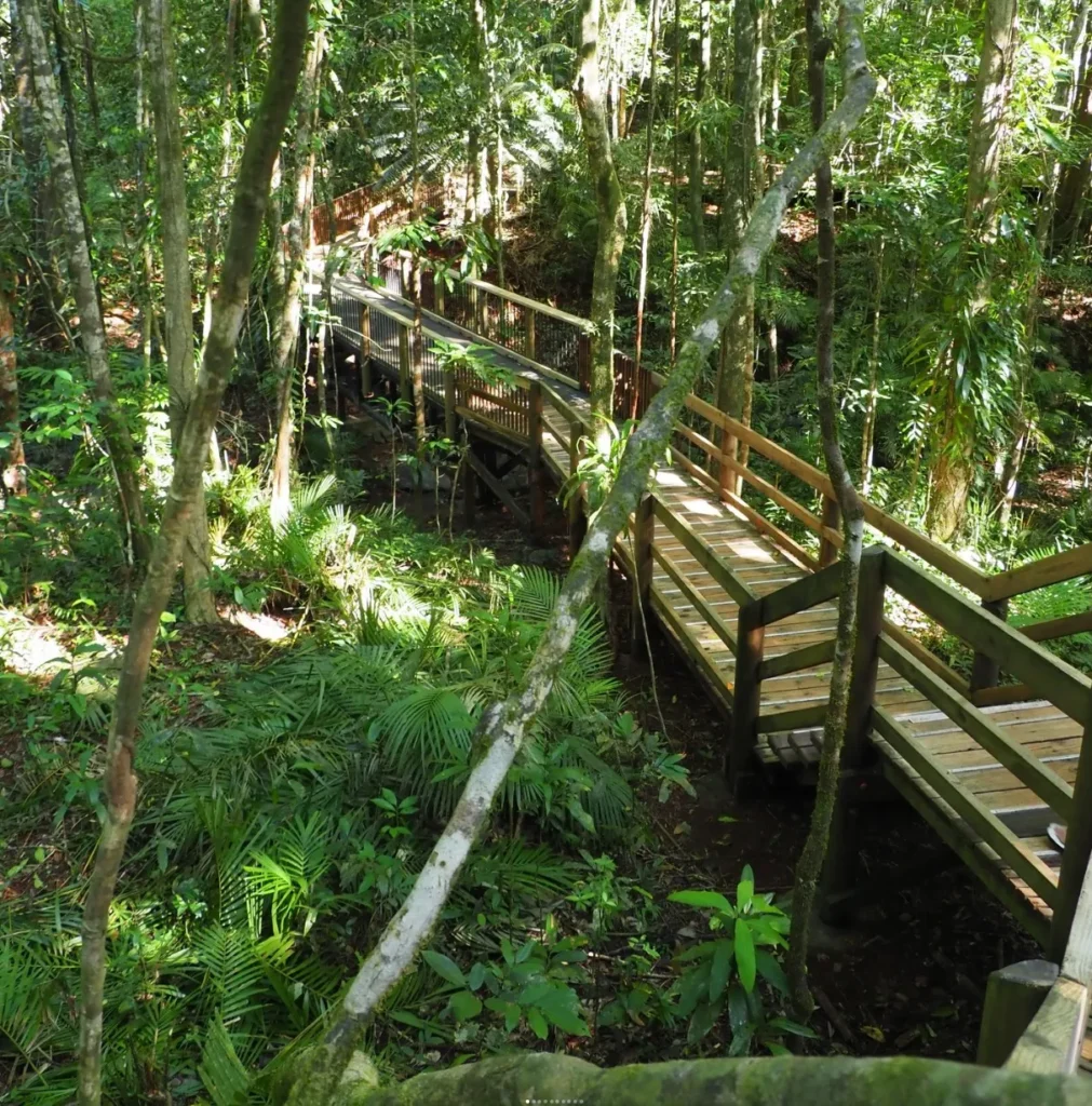 Daintree National Park