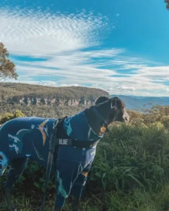 Are Dogs Allowed in Blue Mountain