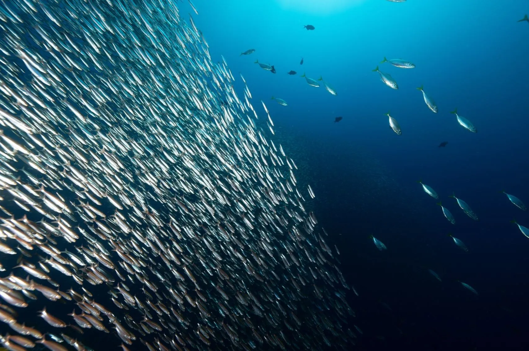 Local Wildlife and Marine Life