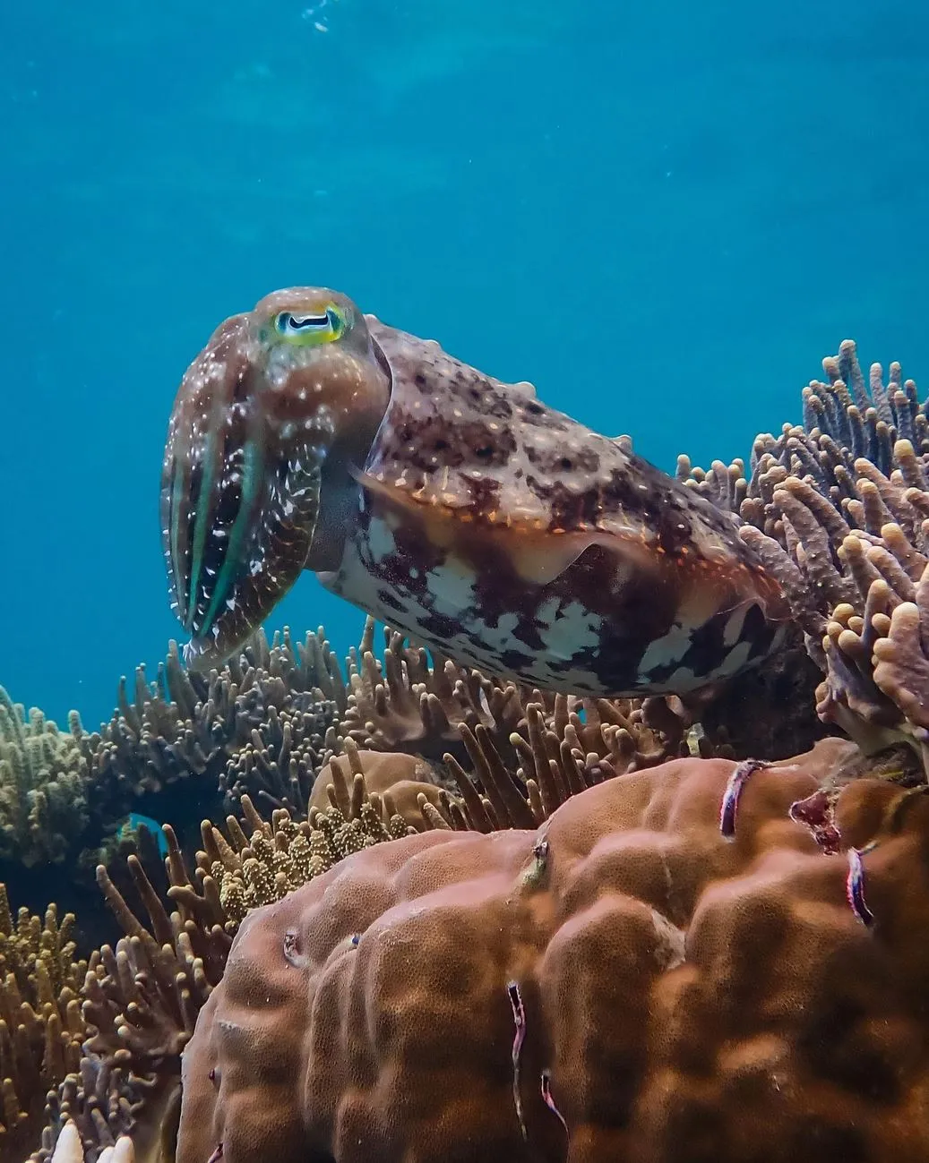 Why the Reef Matters (More Than Most People Realise)