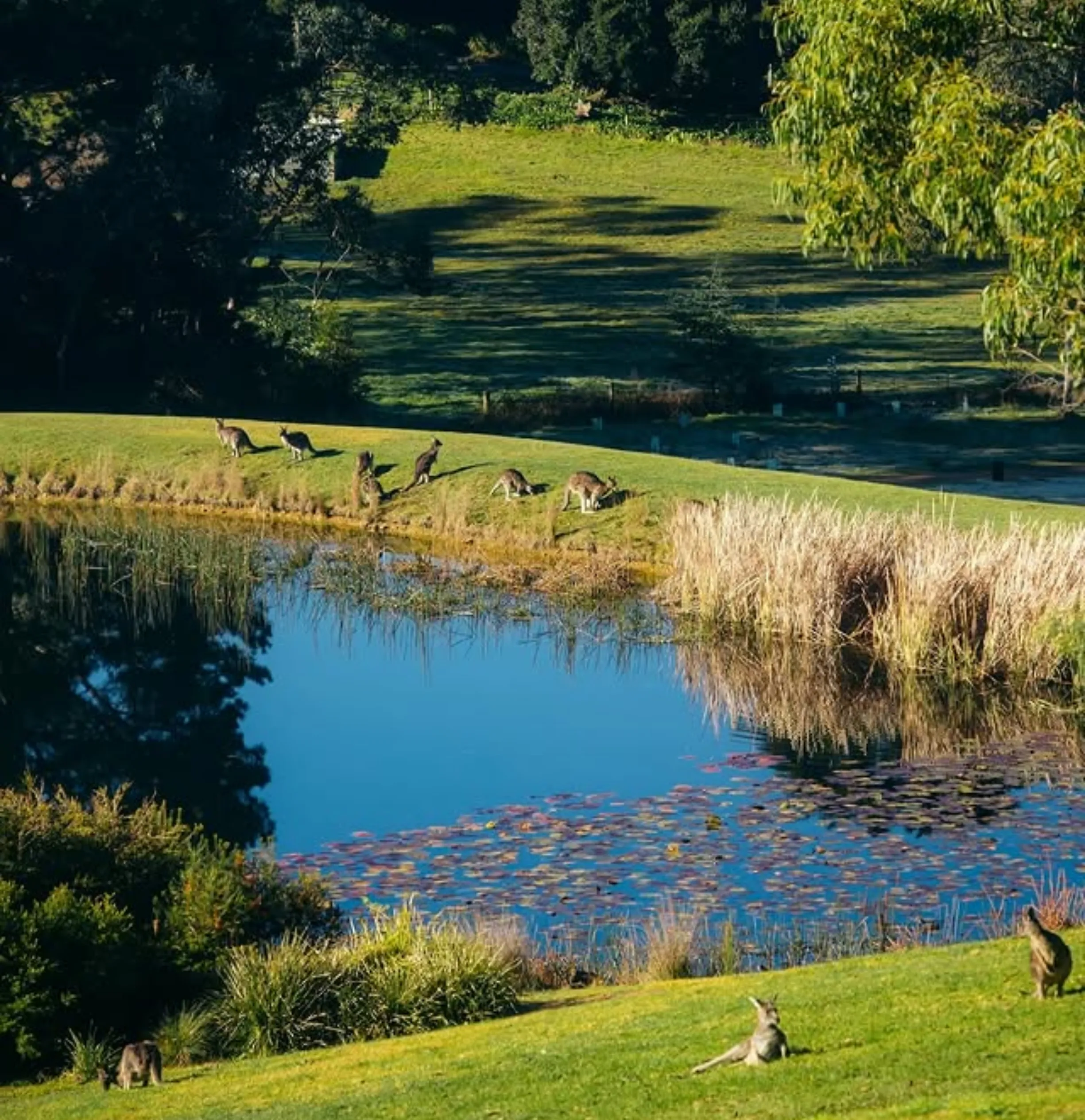 Yarra Glen affordable accommodation