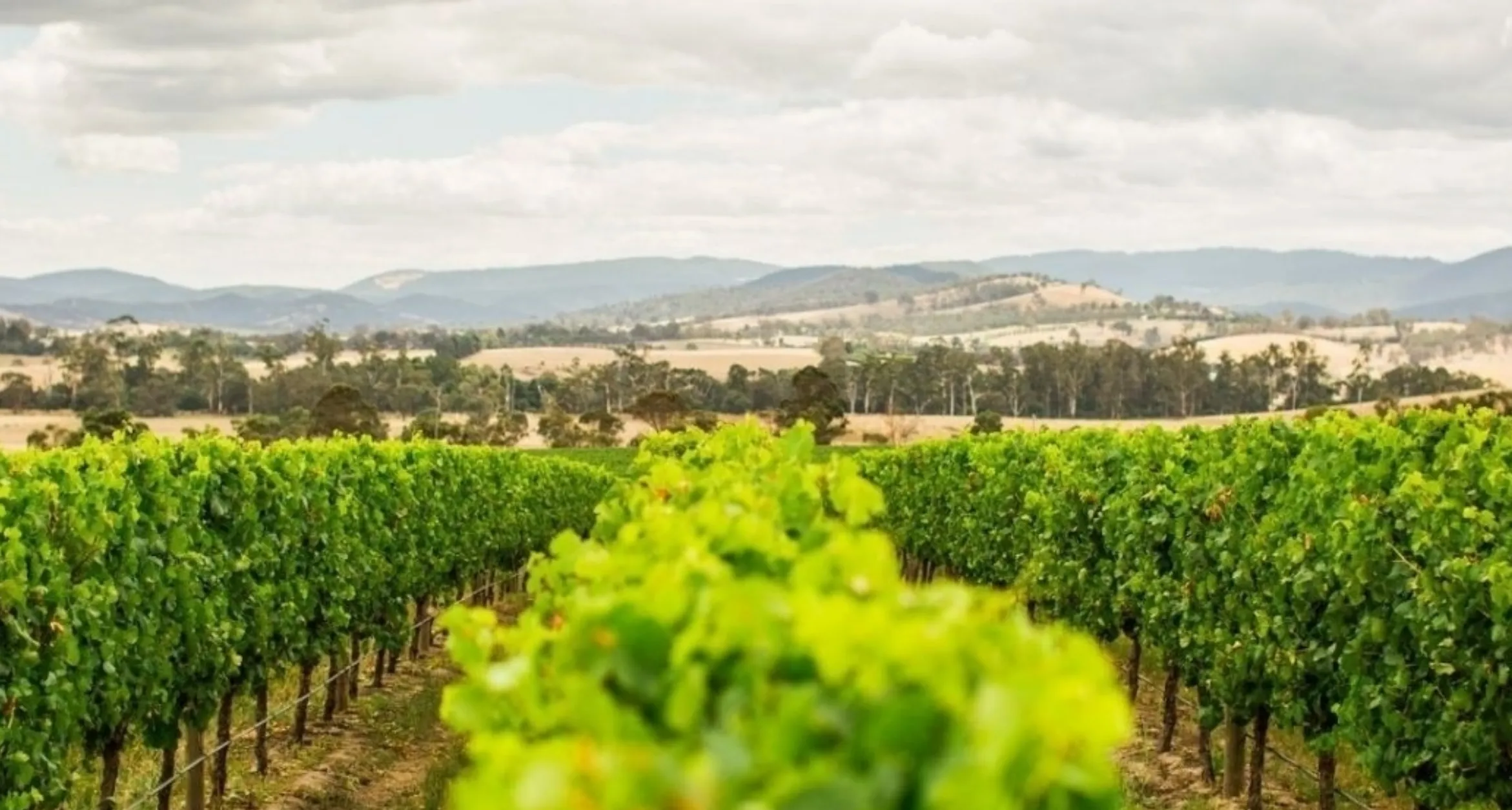 laid back Yarra Valley wine tour