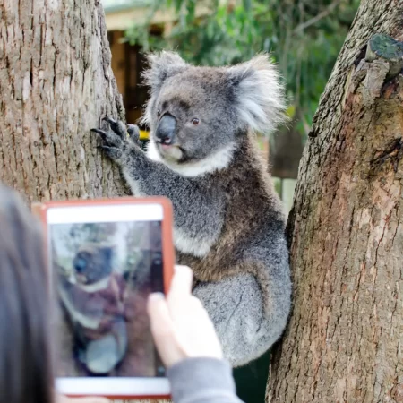 Autopia - Koala Encounter