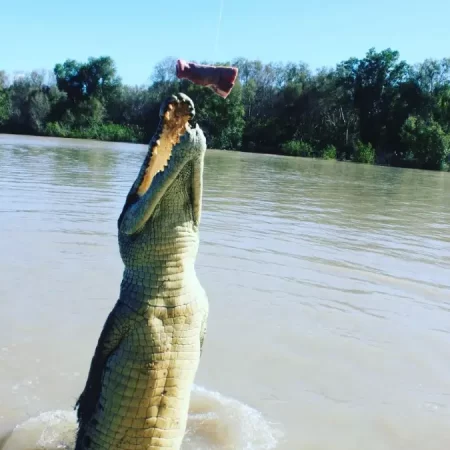 adelai river croc tours