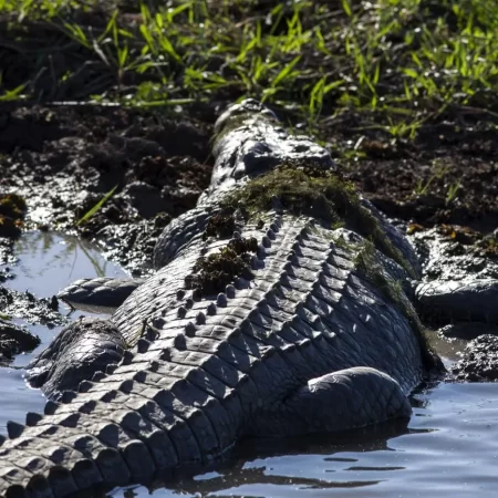 best jumping crocodile tour darwin