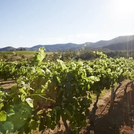 cheap hunter valley tours