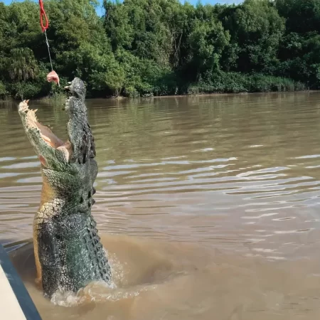 crocodile tour darwin