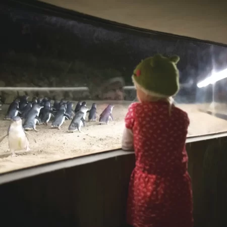 day trip to phillip island