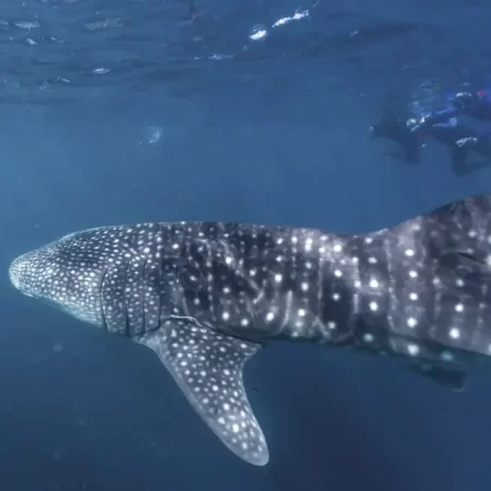 exmouth whale shark tours