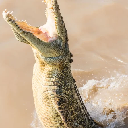 jumping croc adventure by darwin tours