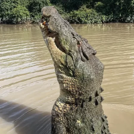 jumping croc tour adelai river