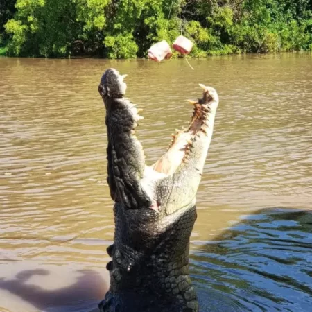 jumping croc tour darwin