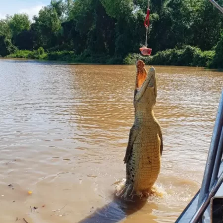 jumping croc tours