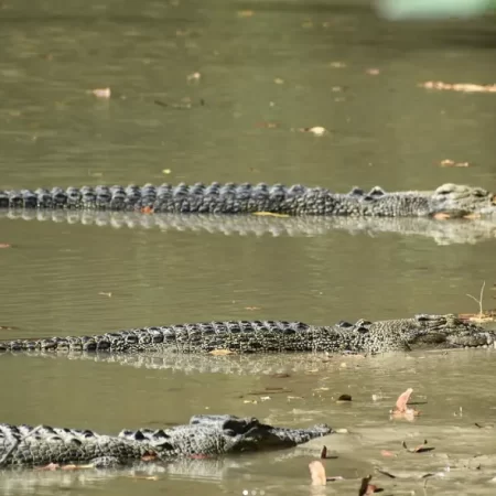 jumping crocodile tours darwin