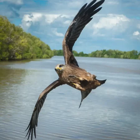 jumping crocs darwin