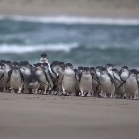 melbourne phillip island tour