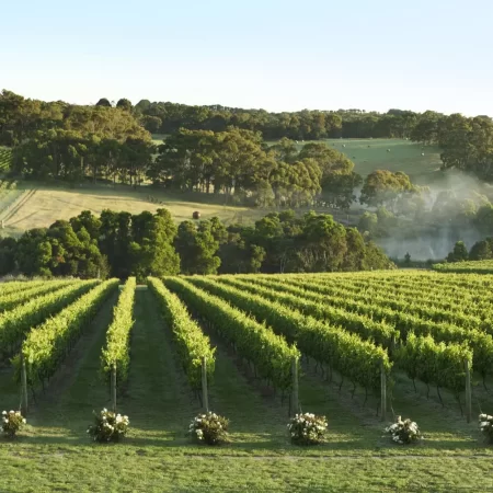 mornington peninsula wine tours