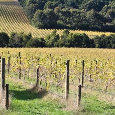 mornington peninsula wineries tours
