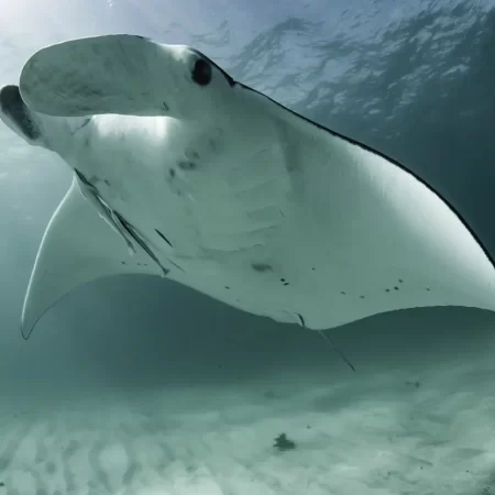 ningaloo reef tours coral bay