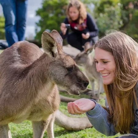 penguin parade tours
