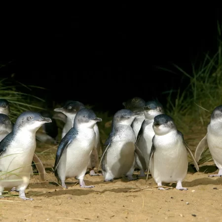 phillip island day tours