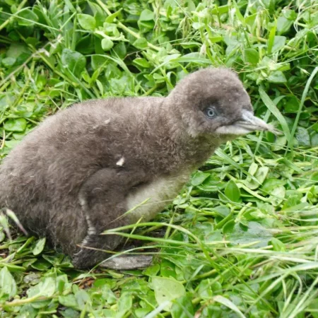 сphillip island day trip from melbourne