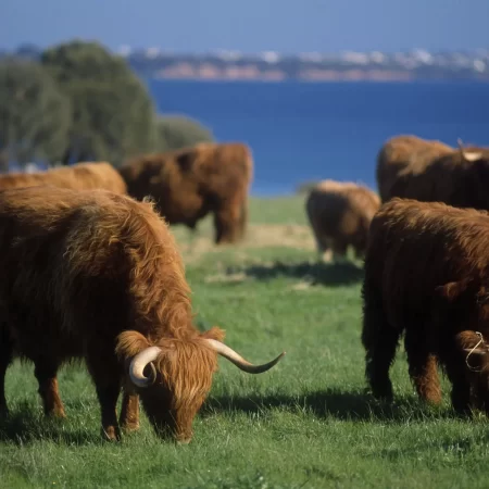 phillip island melbourne