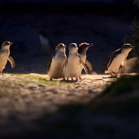 phillip island one day tour