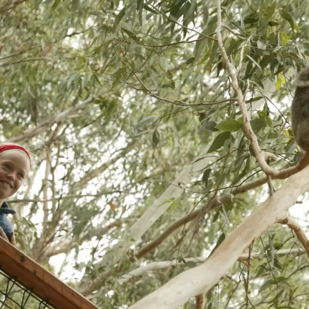phillip island penguin parade tour