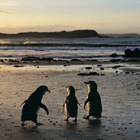 phillip island penguin tour