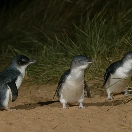 phillip island penguin tours from melbourne