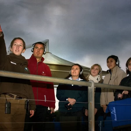 phillip island penguin tours