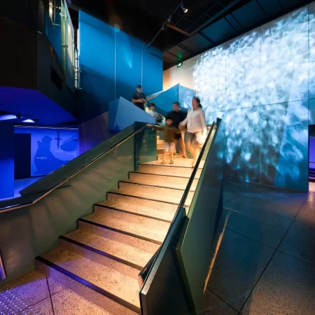 phillip island penguins