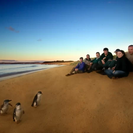 phillip island penguins tours from melbourne
