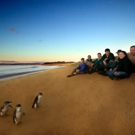 phillip island tour from melbourne