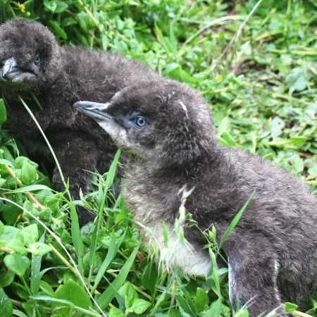 phillip island tour package