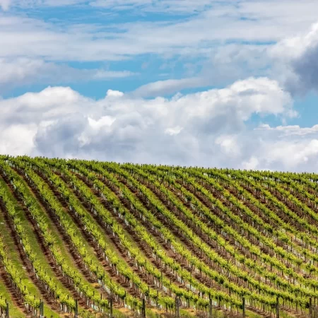 semillon hunter valley