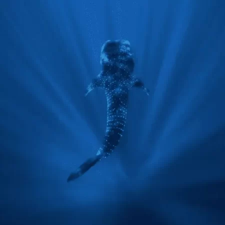 snorkel tour exmouth