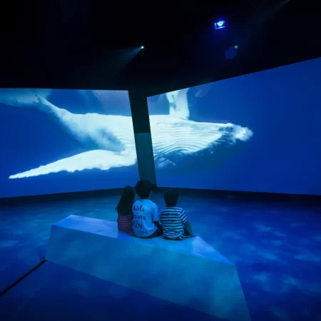 tour to phillip island