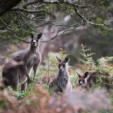 tours blue mountains