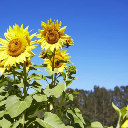 tours in hunter valley