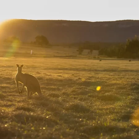 tours in the blue mountains