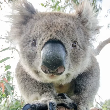 tours melbourne to adelaide