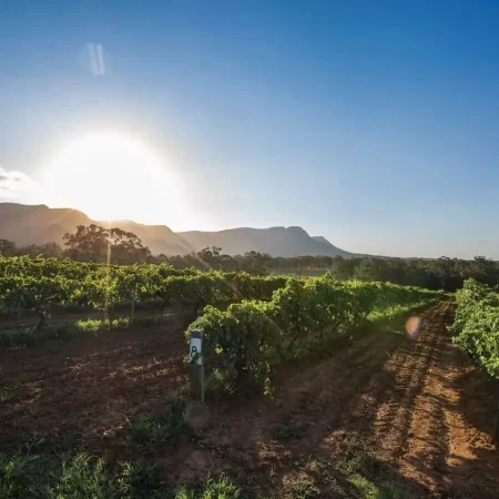 vineyard tours hunter valley