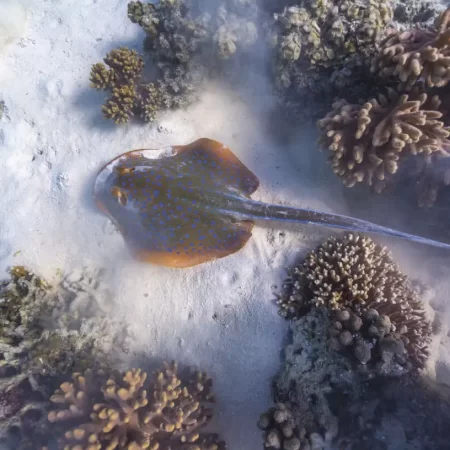 whale shark tour exmouth