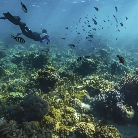 whale shark tours coral bay