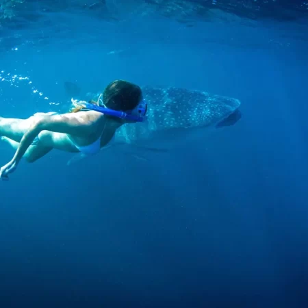 whale shark tours exmouth
