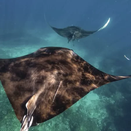 whale shark tours ningaloo reef