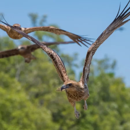 which is the best jumping crocodile cruise