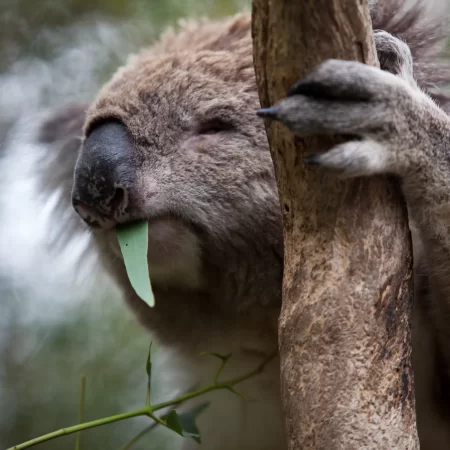 wildlife tours phillip island